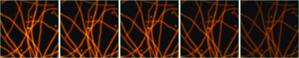 A Lattice SIM time-lapse: the filaments dim gradually and are still clearly imaged at frame 40
